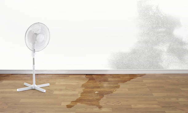 Carpet water damage restoration in Ely, NV