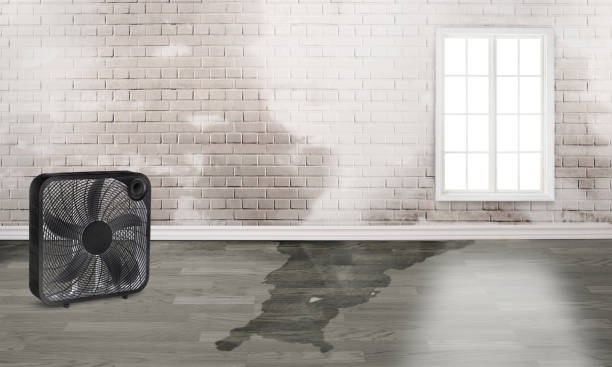 Best 24/7 water damage repair  in Ely, NV