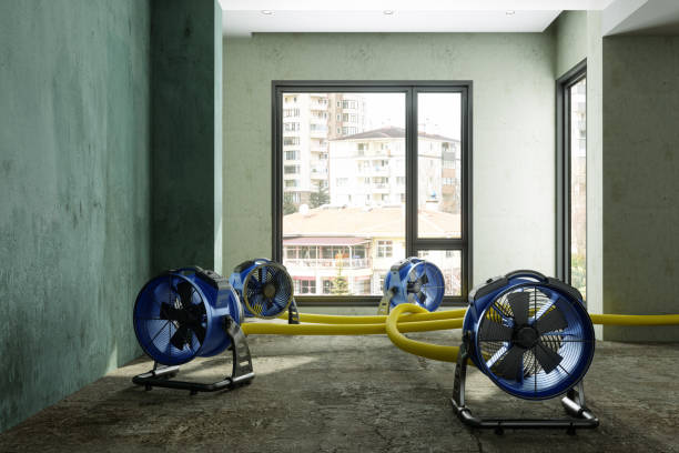 Best Local water damage restoration  in Ely, NV